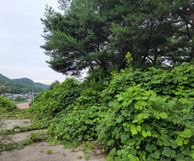 수륜면 수성리 싼땅 매물 이미지