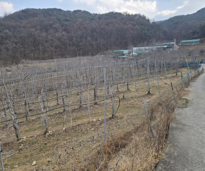 한창수확중 사과밭. 매물 이미지