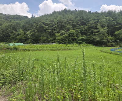 청정공기 저렴한 쉼터텃밭 매물 이미지